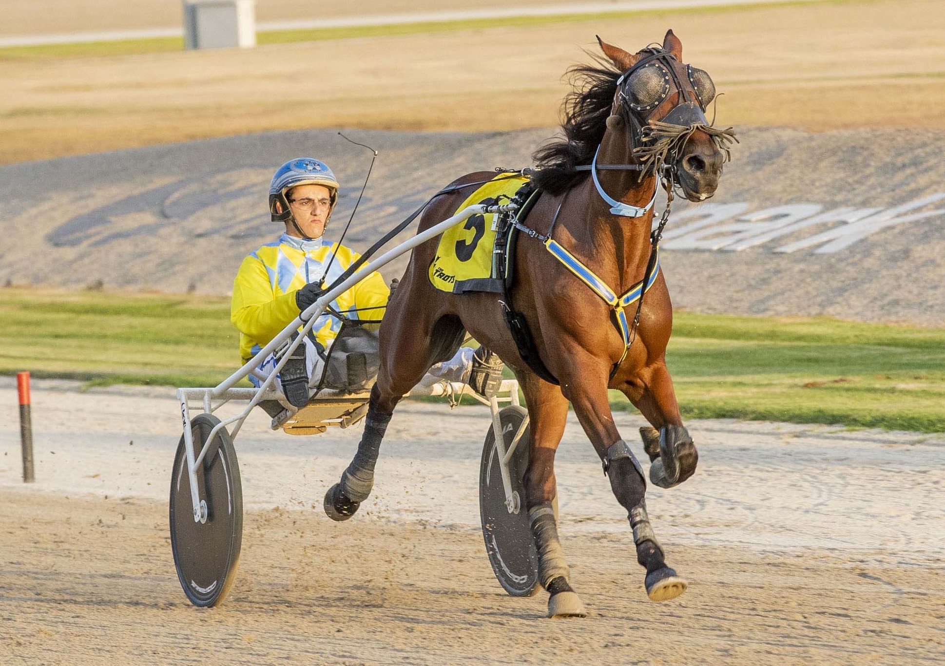 Changes bolster opportunity for juvenile trotters Harness Racing Victoria